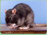 rat control Slough