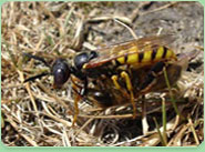 wasp control Slough