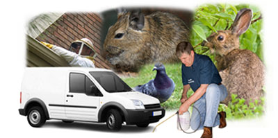 Slough local van